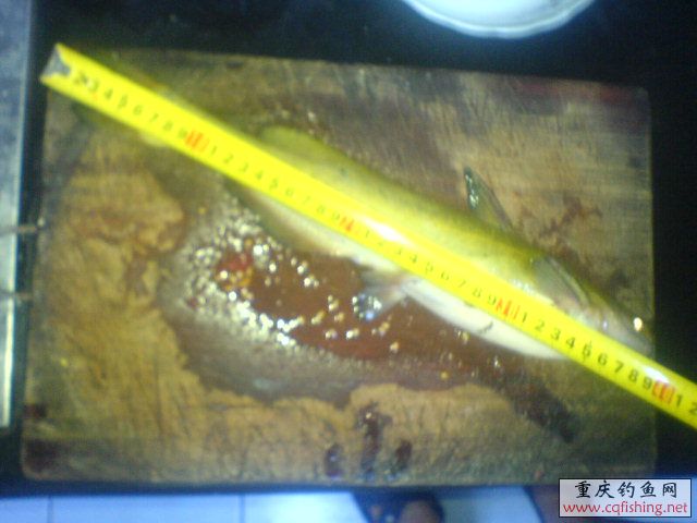 DSC00482.JPG