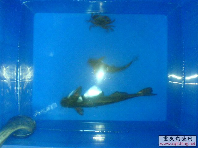 DSC00487.JPG