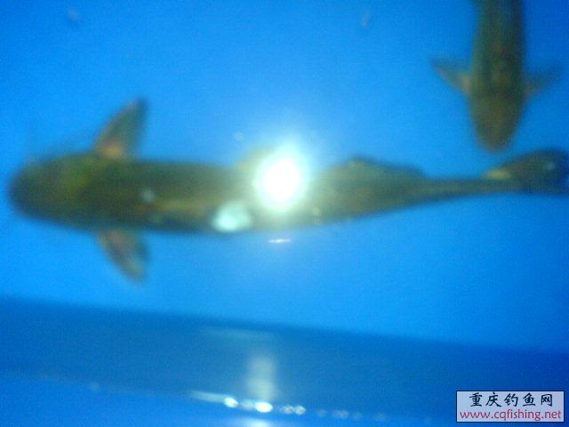 DSC00485.JPG