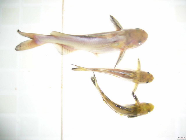 P1060851a.jpg