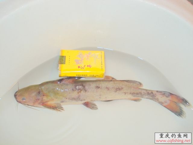 DSC03681.JPG