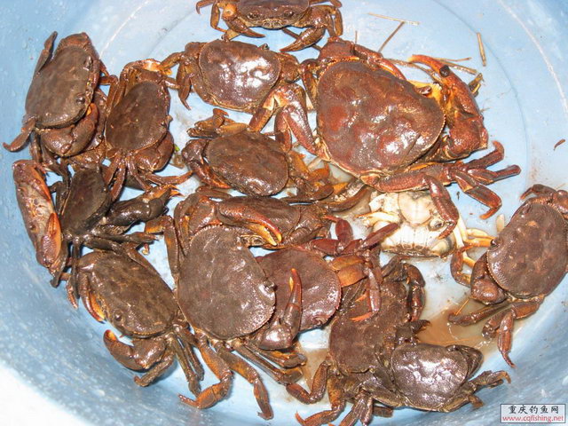 Ƭ 038.jpg