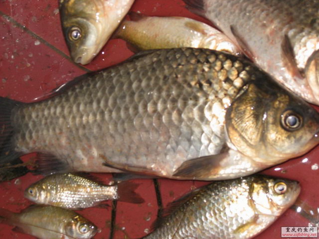 Ƭ 039.jpg