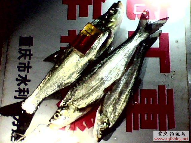 IMG0304A.jpg
