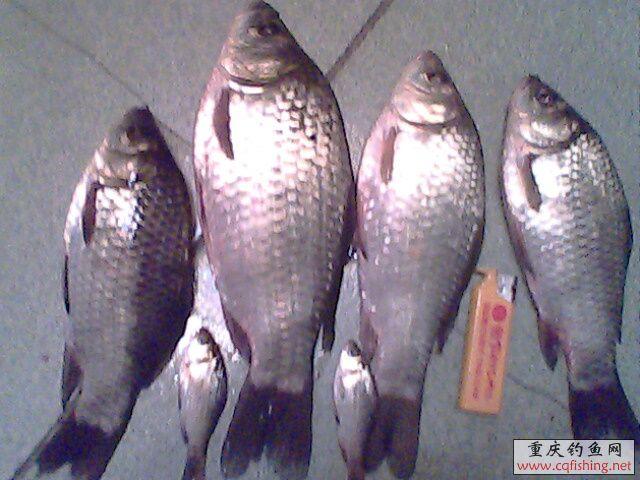 IMG0325A.jpg