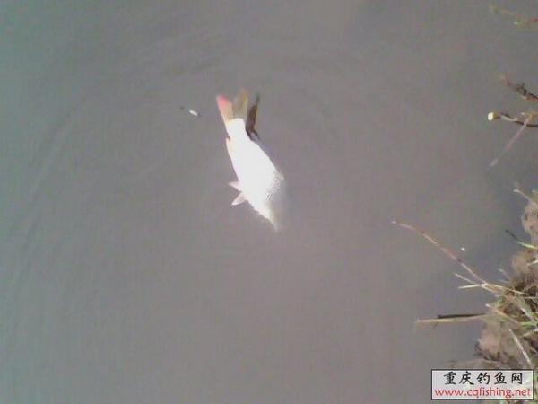 IMG0082A.jpg