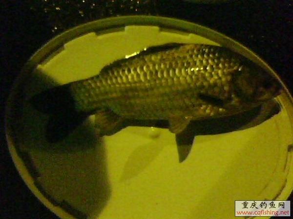 IMG0087A.jpg