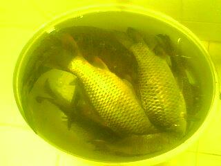 IMG0091A.jpg