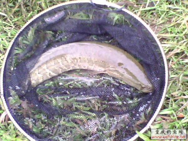 IMG0078A.jpg
