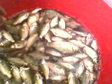 IMG0116A.jpg
