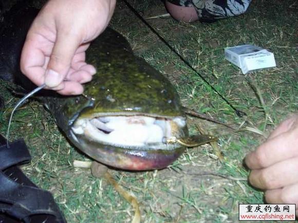 20090819_e8eb65388481035e575fcWmzemRtyjUX.jpg