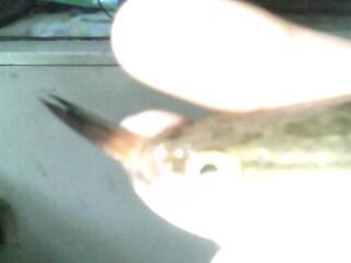 IMG1436A.jpg