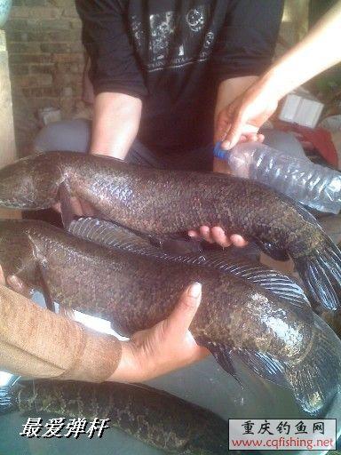 BigBull_0523_145103.jpg