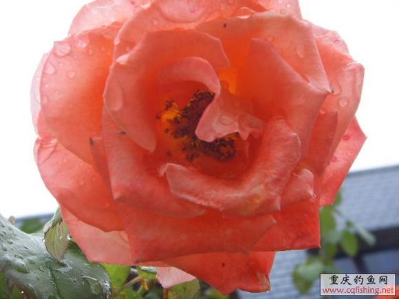 SSL12339.JPG