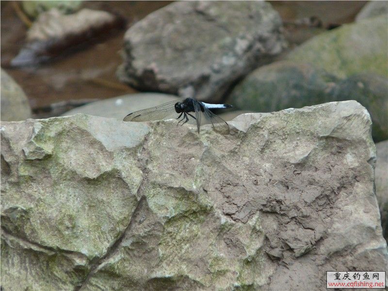 PICer20107252133.jpg