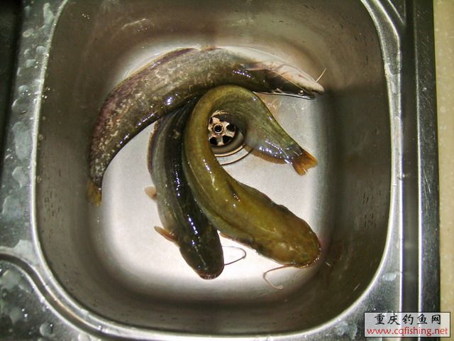  S5006610.jpg