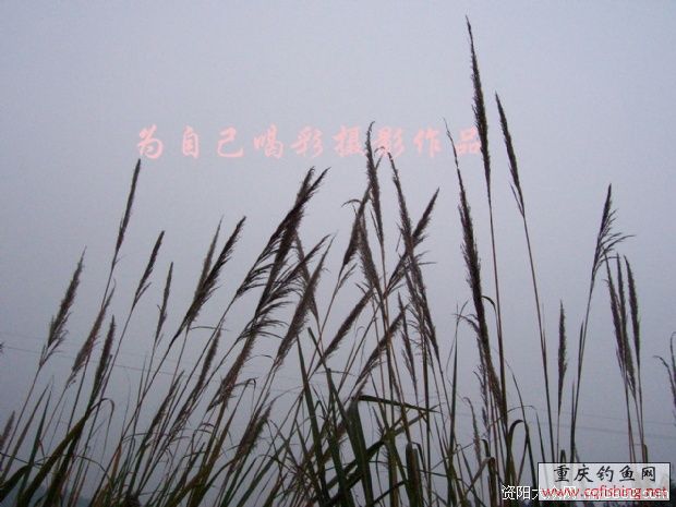 0849832242402_2.jpg