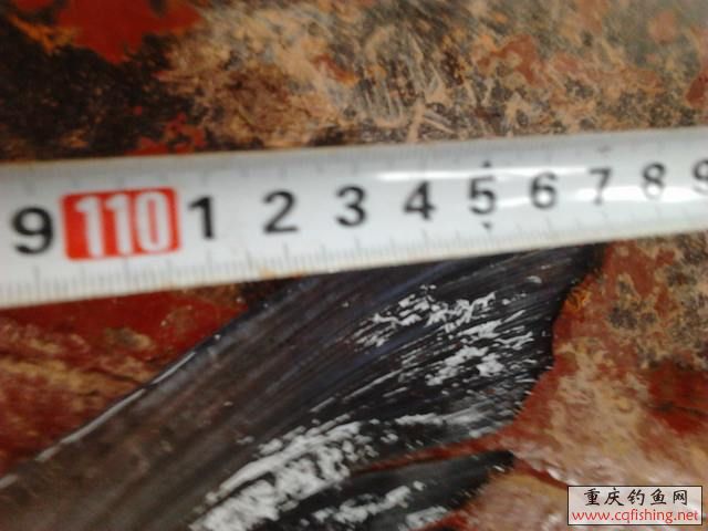 Ƭ0911.jpg