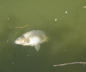 DSCF0158- .jpg