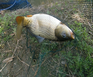 DSCF0170- .jpg