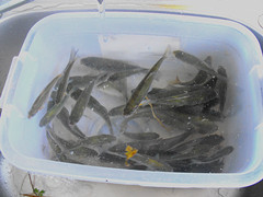 DSCF5011__.jpg