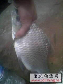 IMG0270A.jpg