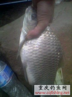 IMG0269A.jpg