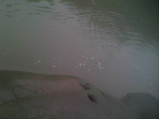 IMG0267A.jpg