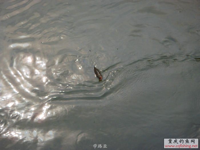 PB180636.JPG