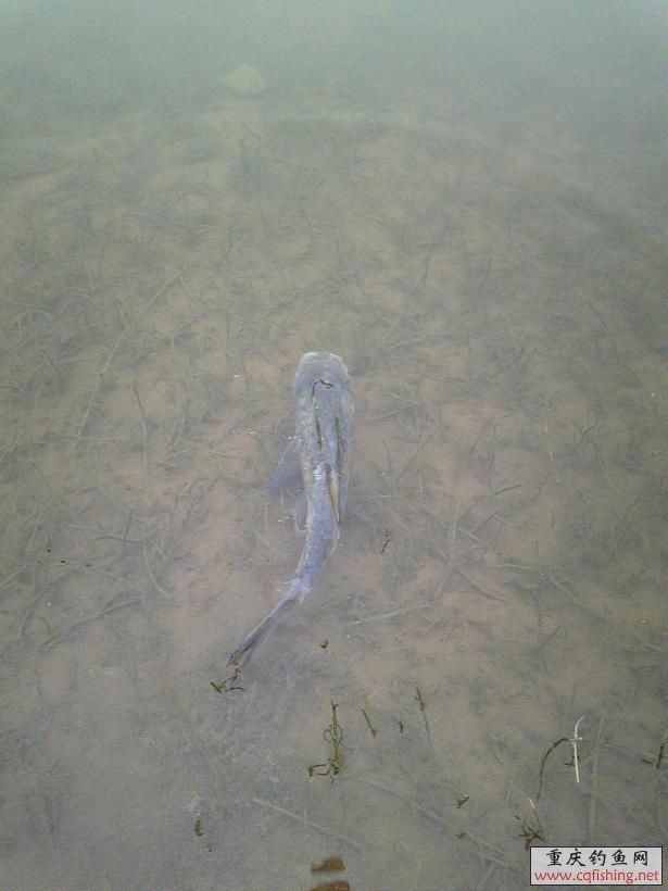 Image477.jpg